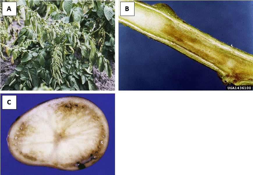 Foliar, stem and tuber